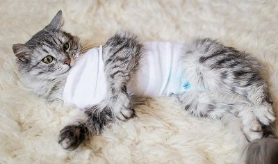 Neutering